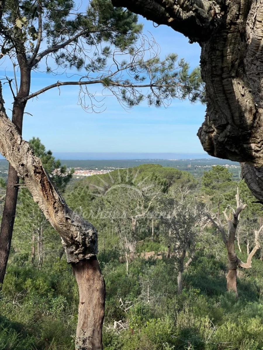 Terreno Agricola ou Rústico para Venda em Melides Foto 3