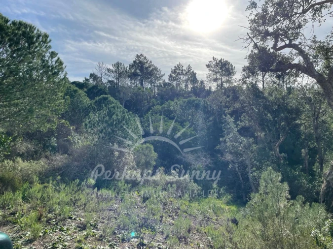 Terreno Agricola ou Rústico para Venda em Melides Foto 6