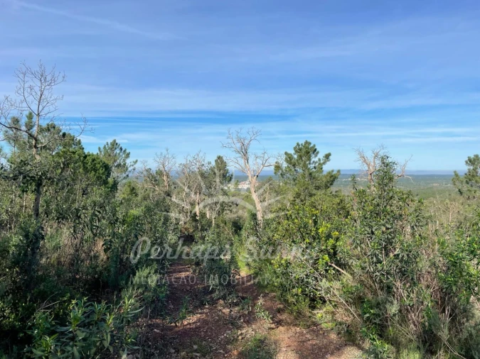 Terreno Agricola ou Rústico para Venda em Melides Foto 8