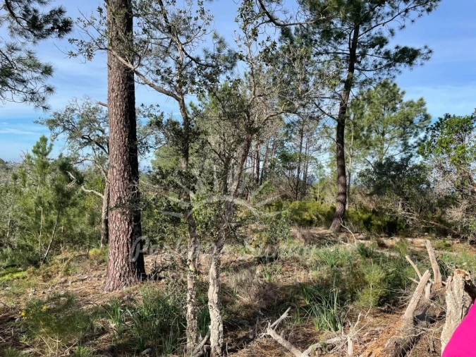 Terreno Agricola ou Rústico para Venda em Melides Foto 11