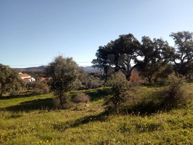 Terreno para Venda em Monsanto e Idanha-A-Velha Foto 5