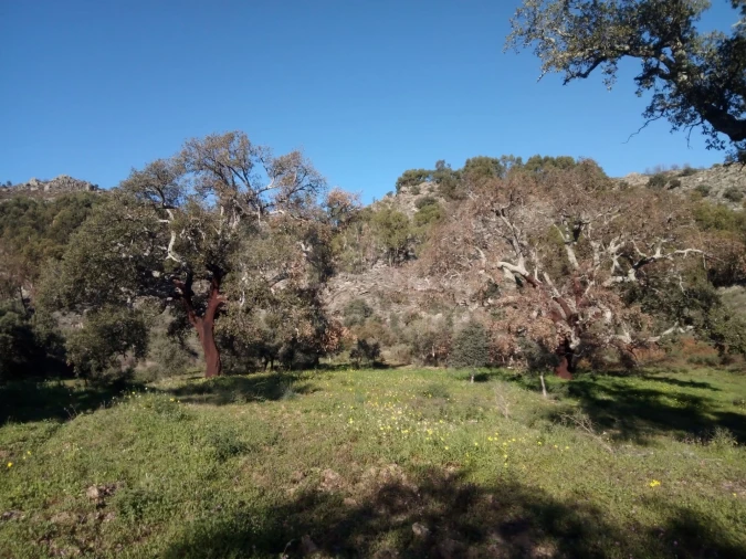 Terreno para Venda em Monsanto e Idanha-A-Velha Foto 4