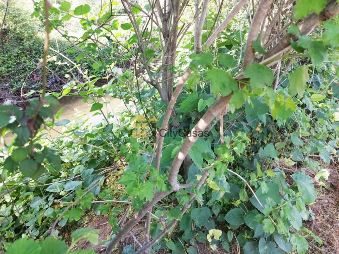 Terreno Agricola ou Rústico para Venda em Ermesinde Foto 10