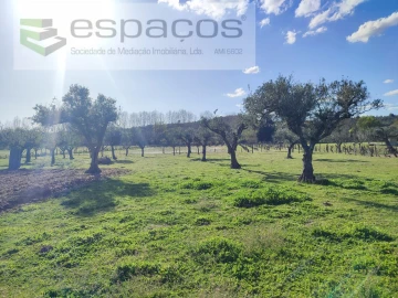Quinta para Venda em Póvoa de Rio de Moinhos e Cafede
