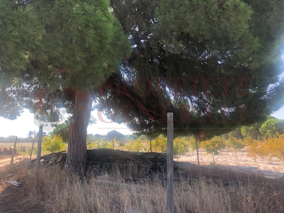 Quinta T4 para Venda em Torrão Foto 8