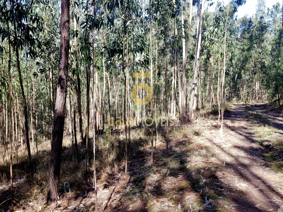 Terreno para Venda em Santa Maria de Sardoura Foto 2