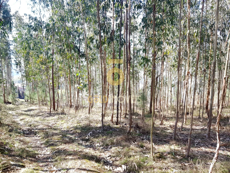 Terreno para Venda em Santa Maria de Sardoura Foto 5