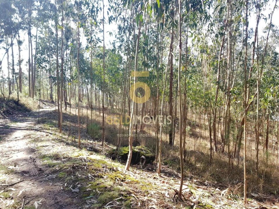 Terreno para Venda em Santa Maria de Sardoura Foto 1