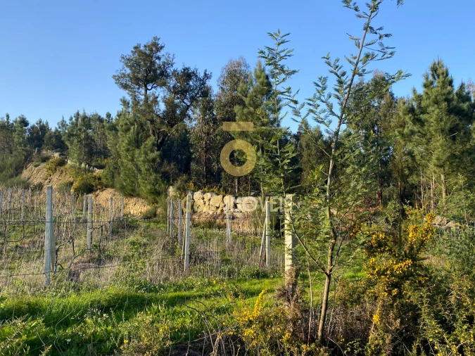 Terreno Agricola ou Rústico para Venda em Sobrado e Bairros Foto 5