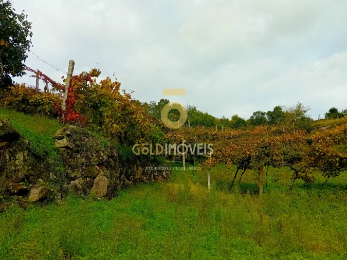 Terreno Agricola ou Rústico para Venda em Souselo Foto 4