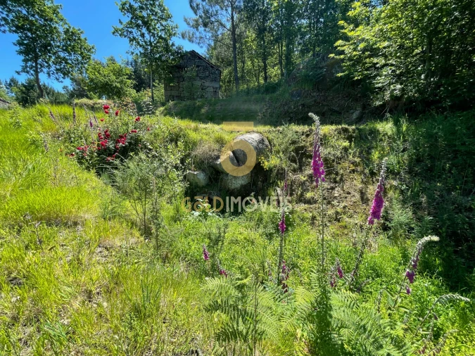 Terreno Agricola ou Rústico para Venda em Moimenta Foto 12