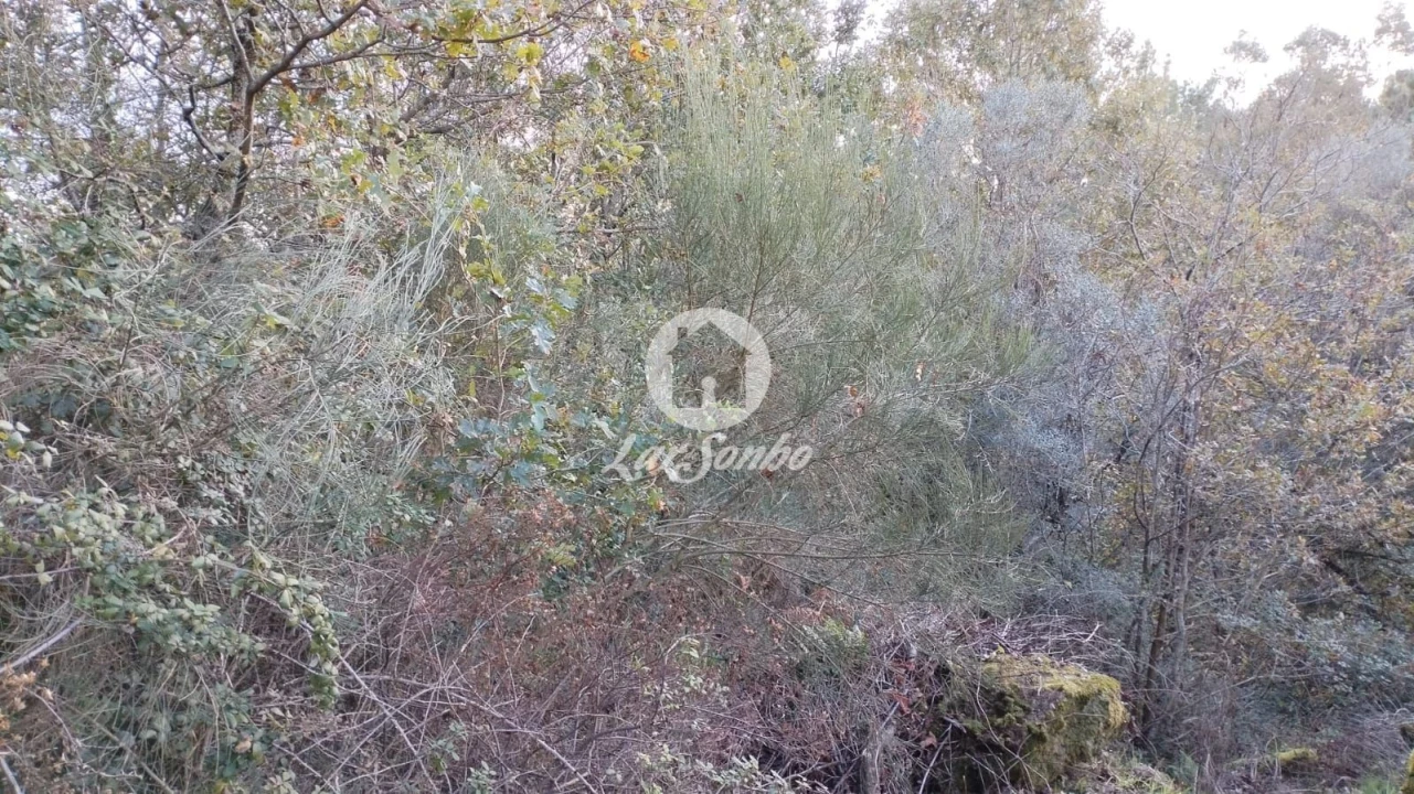 Terreno Agricola ou Rústico para Venda em Vilar da Veiga Foto 8