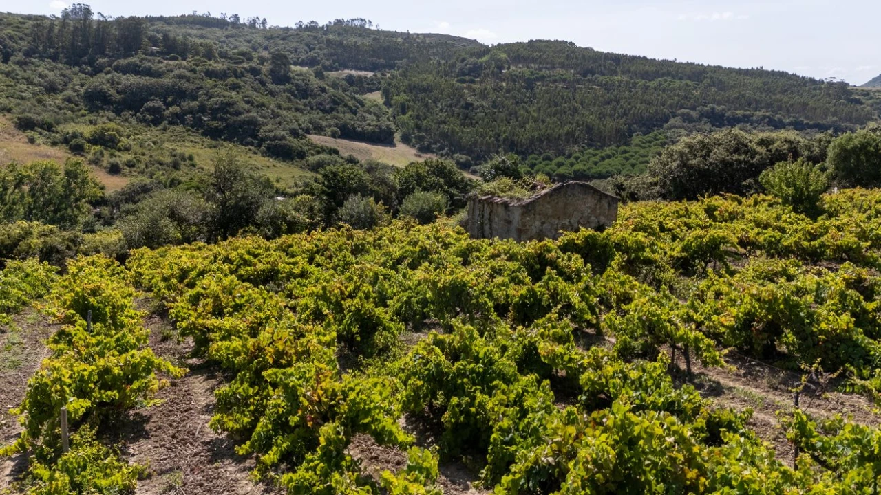 Terreno para Venda em Santo Quintino Foto 8