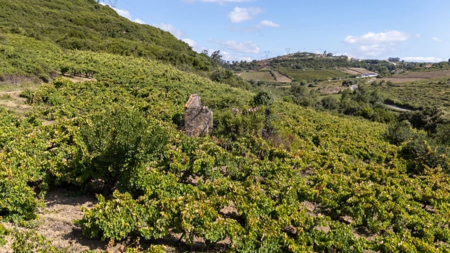 Terreno para Venda em Santo Quintino Foto 17