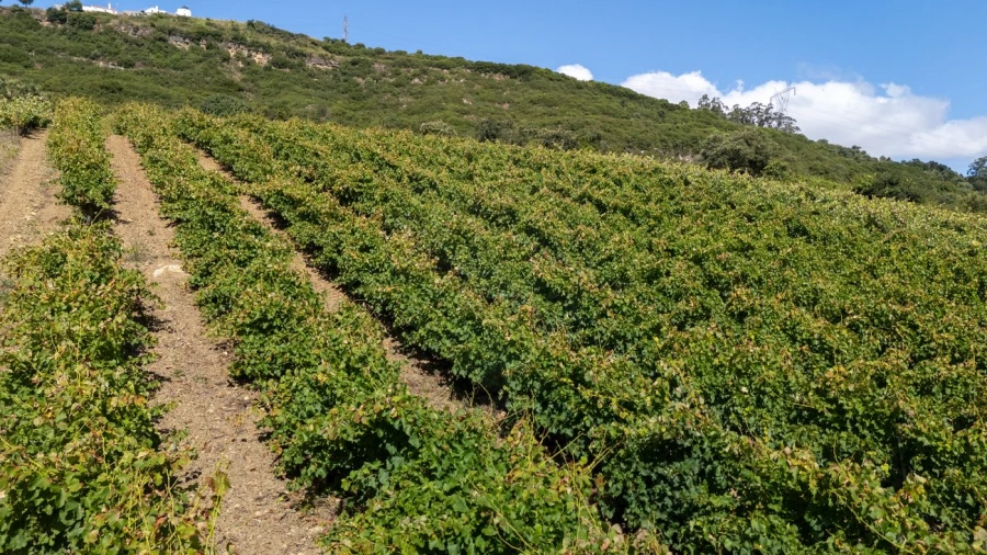 Terreno para Venda em Santo Quintino Foto 7