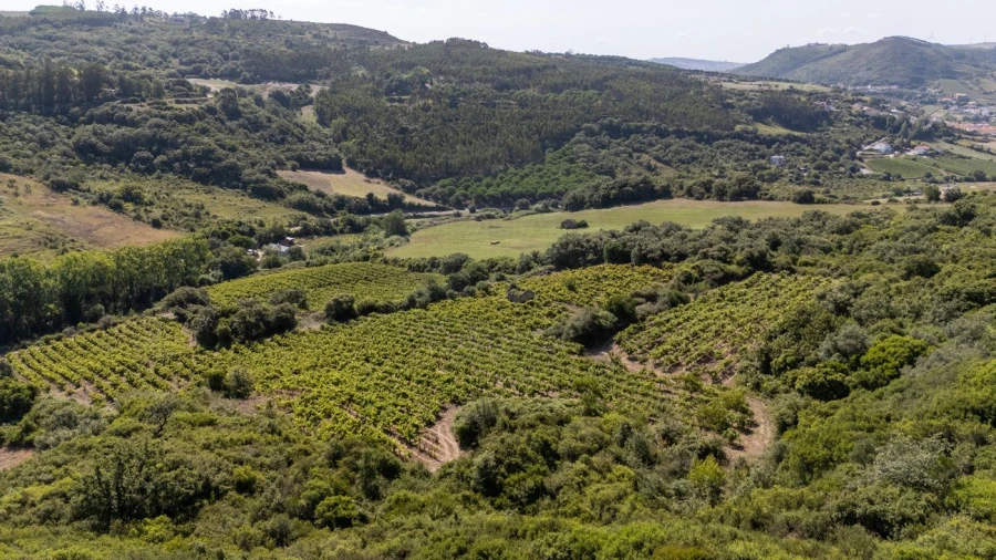 Terreno para Venda em Santo Quintino Foto 18