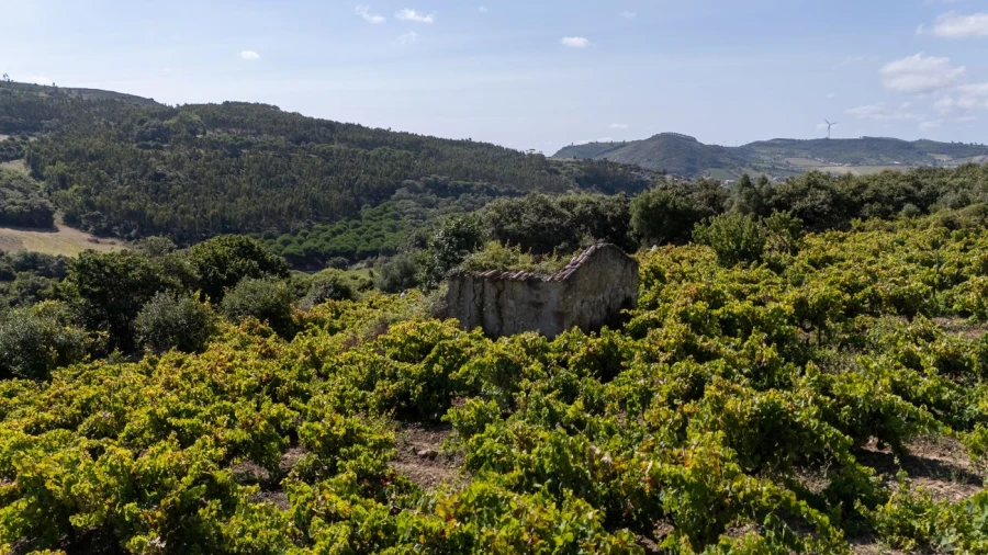 Terreno para Venda em Santo Quintino Foto 15