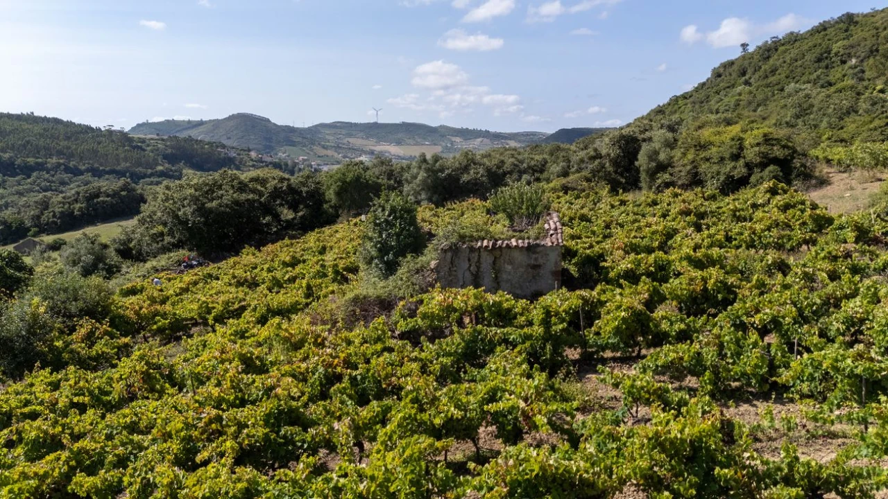 Terreno para Venda em Santo Quintino Foto 16
