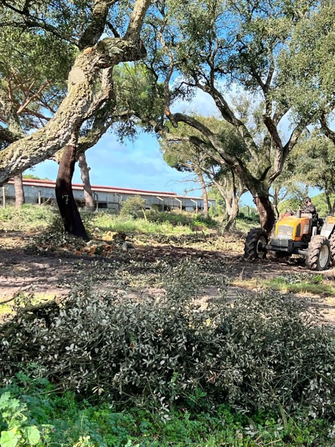 Quinta T9 para Venda em Santa Maria do Castelo e Santiago e Santa Susana Foto 25