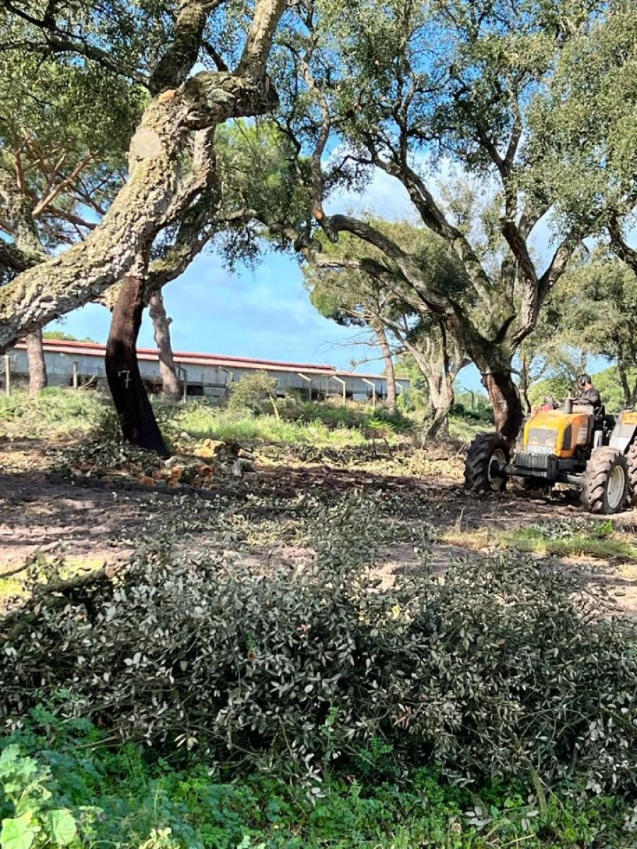 Quinta T9 para Venda em Santa Maria do Castelo e Santiago e Santa Susana Foto 25