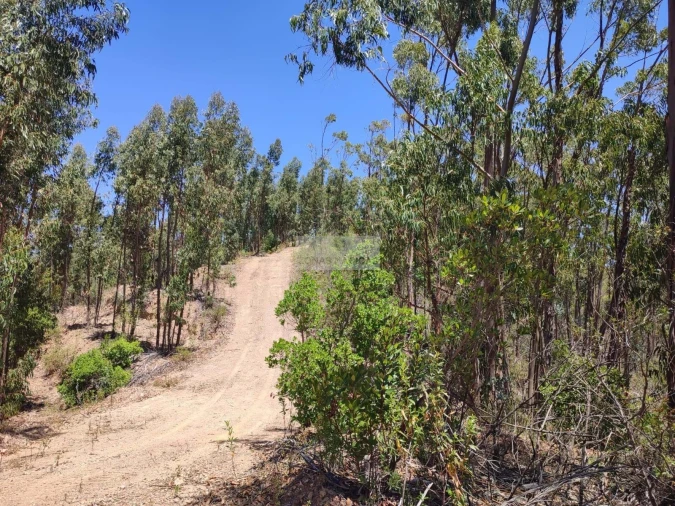 Terreno para Venda em Marmelete Foto 3