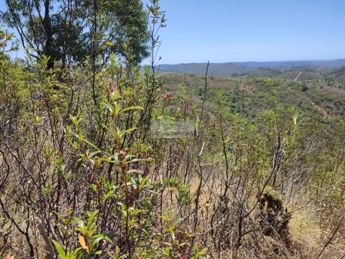 Terreno para Venda em Marmelete Foto 17