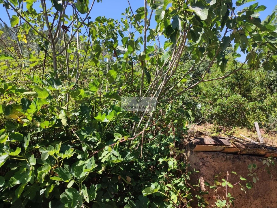 Terreno para Venda em Marmelete Foto 5