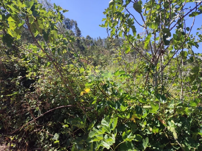 Terreno para Venda em Marmelete Foto 6