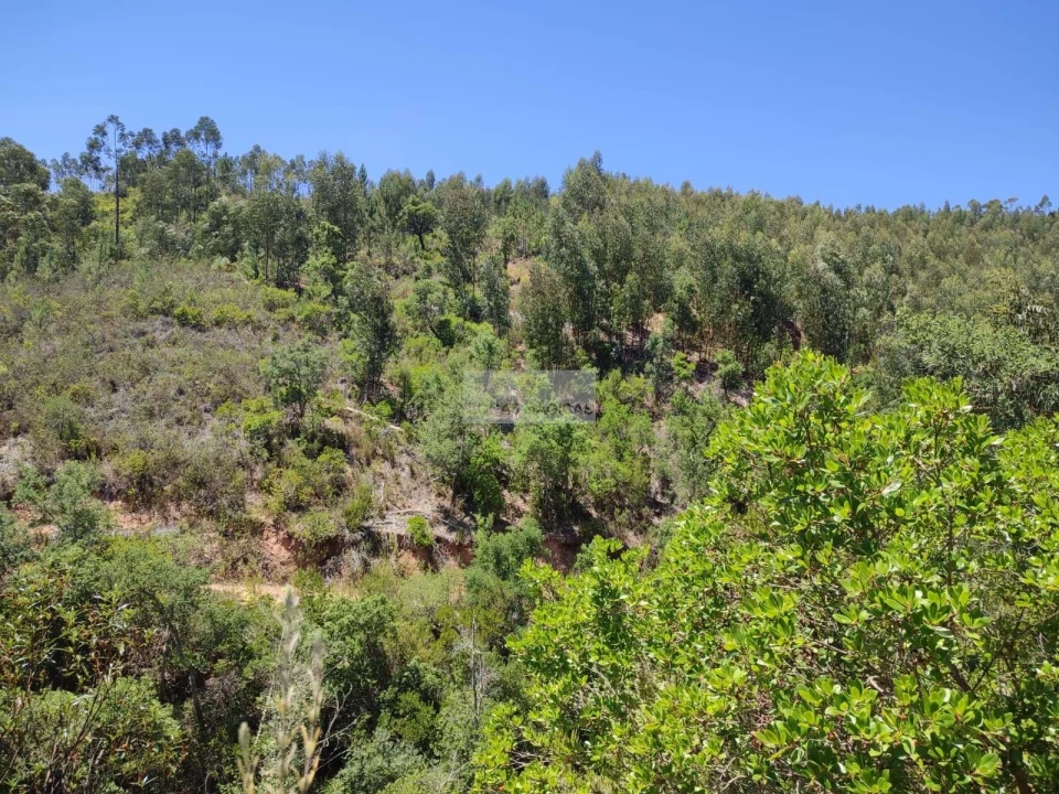 Terreno para Venda em Monchique Foto 9