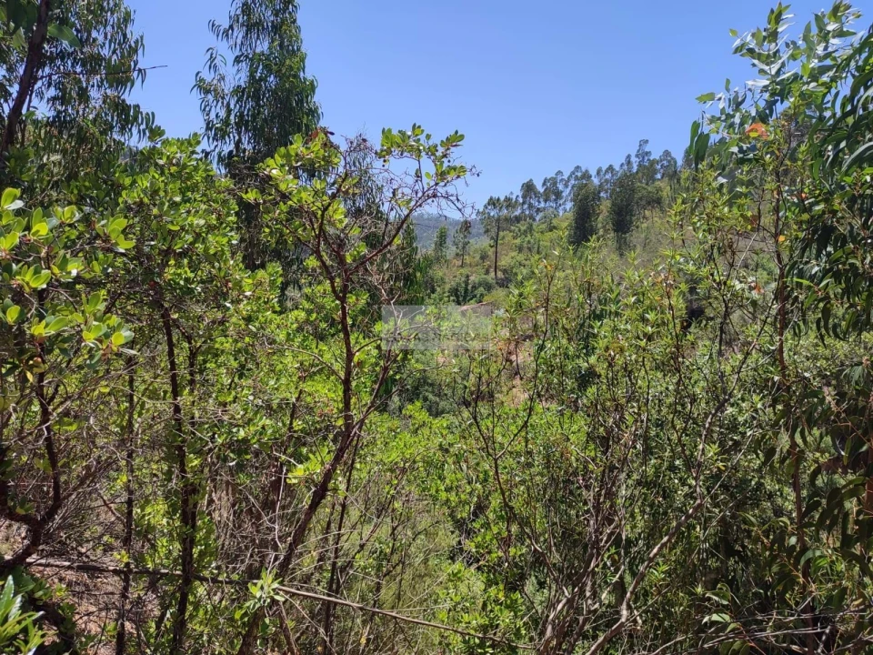 Terreno para Venda em Monchique Foto 5