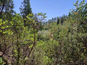 Terreno para Venda em Monchique