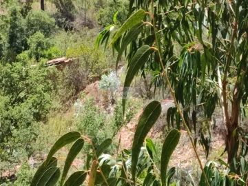 Terreno para Venda em Monchique