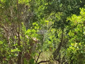 Terreno para Venda em Monchique