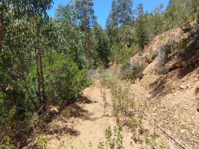 Terreno para Venda em Monchique Foto 7