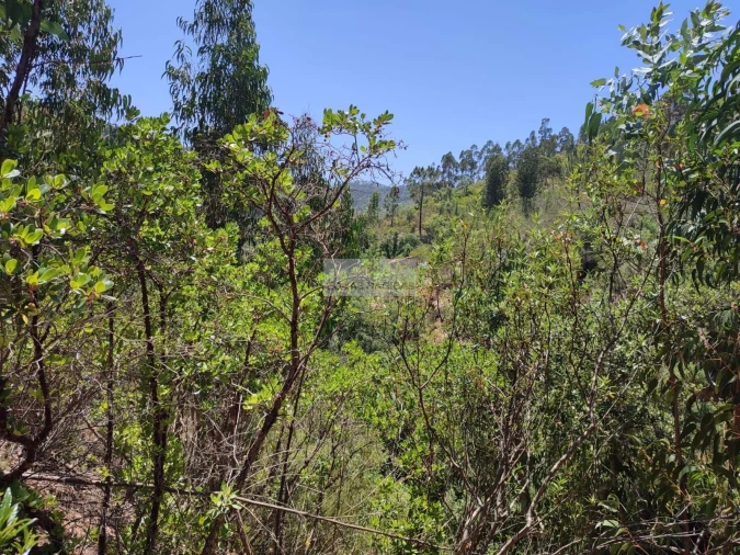 Terreno para Venda em Monchique Foto 5