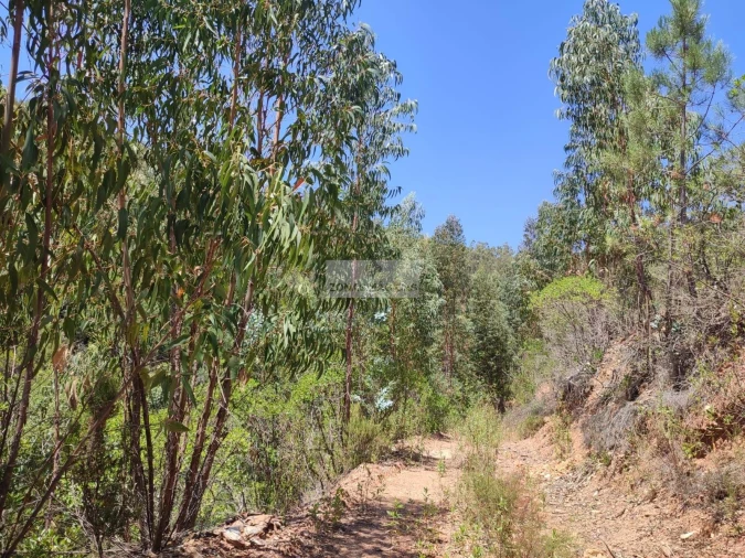 Terreno para Venda em Monchique Foto 10
