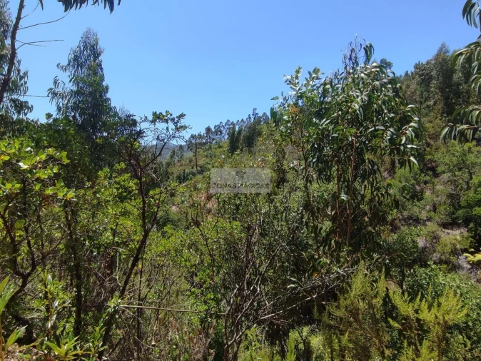 Terreno para Venda em Monchique Foto 6