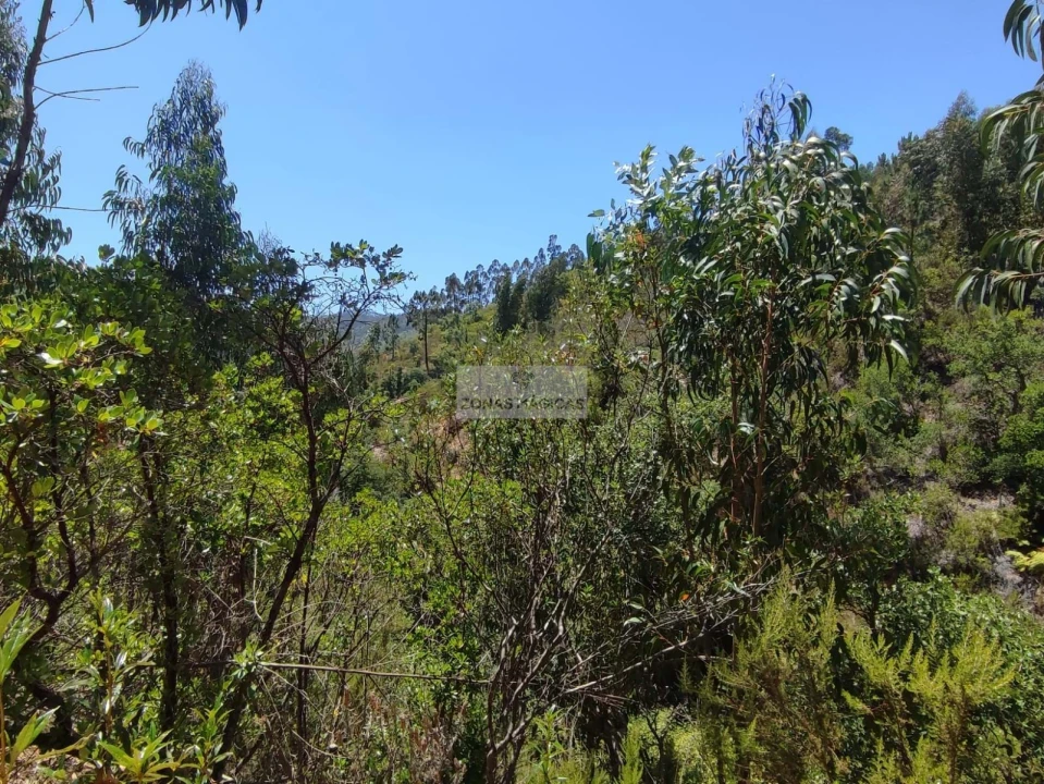 Terreno para Venda em Monchique Foto 6