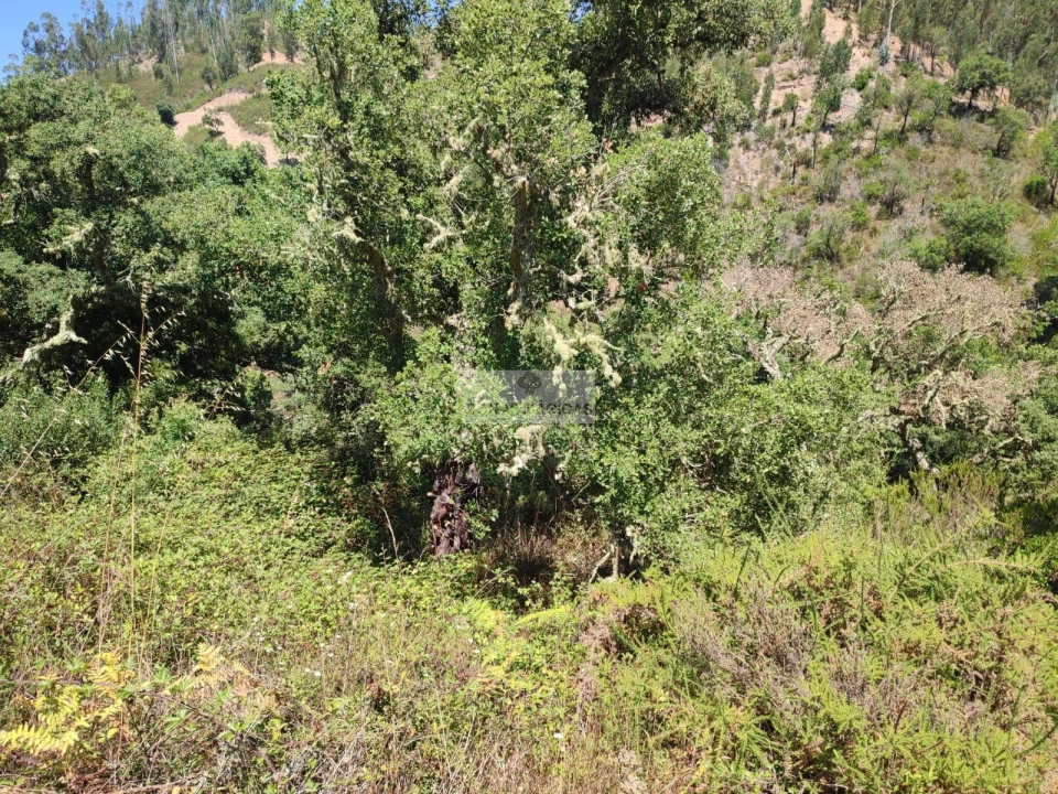 Terreno para Venda em Marmelete Foto 17