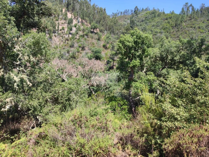 Terreno para Venda em Marmelete Foto 16