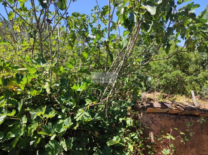 Terreno para Venda em Marmelete Foto 14