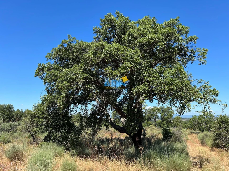 Terreno para Venda em Castelo Branco Foto 5