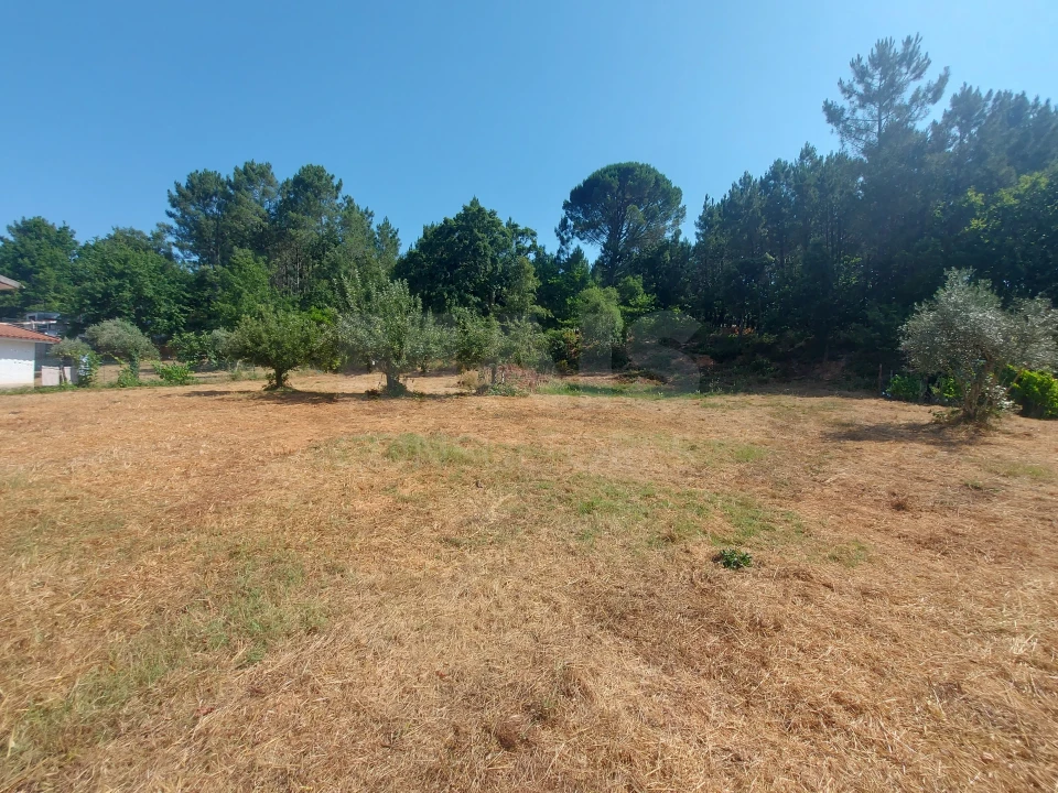 Terreno para Venda em Côja e Barril de Alva Foto 7