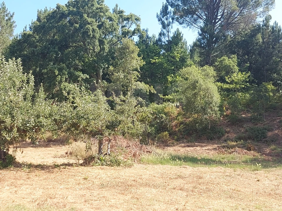 Terreno para Venda em Côja e Barril de Alva Foto 6