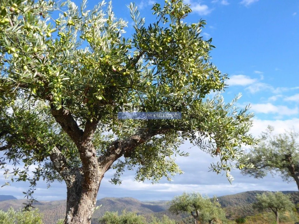 Terreno Agricola ou Rústico para Venda em Escalhão Foto 1