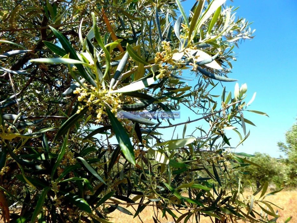 Terreno Agricola ou Rústico para Venda em Escalhão Foto 6
