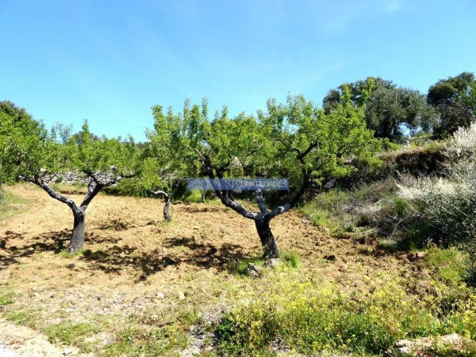 Terreno Agricola ou Rústico para Venda em Escalhão Foto 5