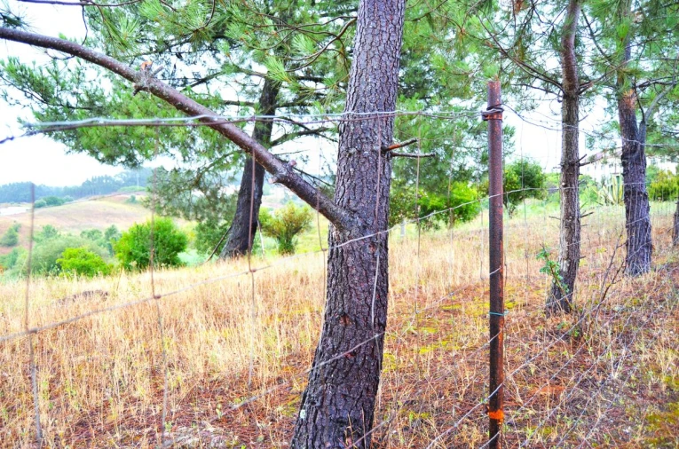 Terreno para Venda em Olhalvo Foto 14