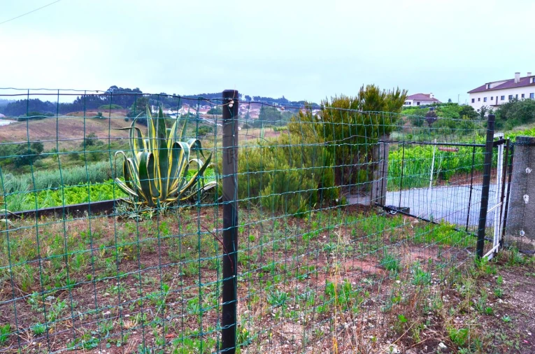 Terreno para Venda em Olhalvo Foto 6