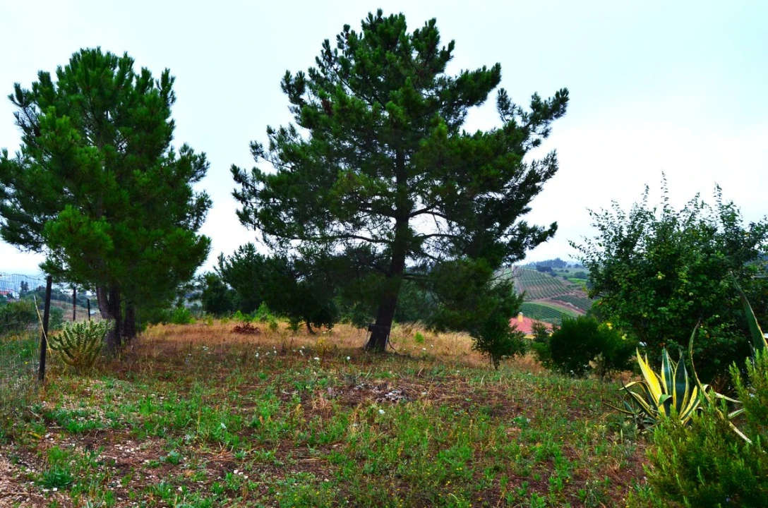 Terreno para Venda em Olhalvo Foto 13